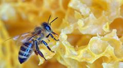 Royal Jelly and Modern Science