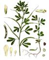 Trigonella foenum-graecum (Methi)