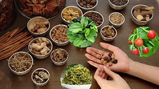 Herbal Medicine Formulas